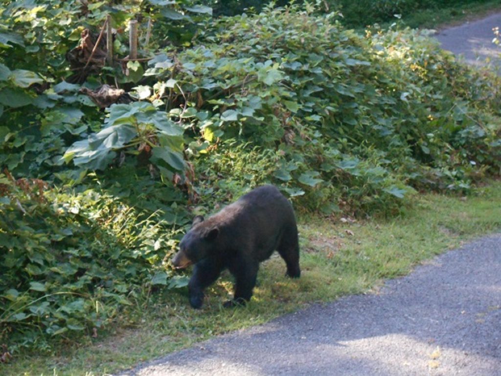 Bear in Driveway