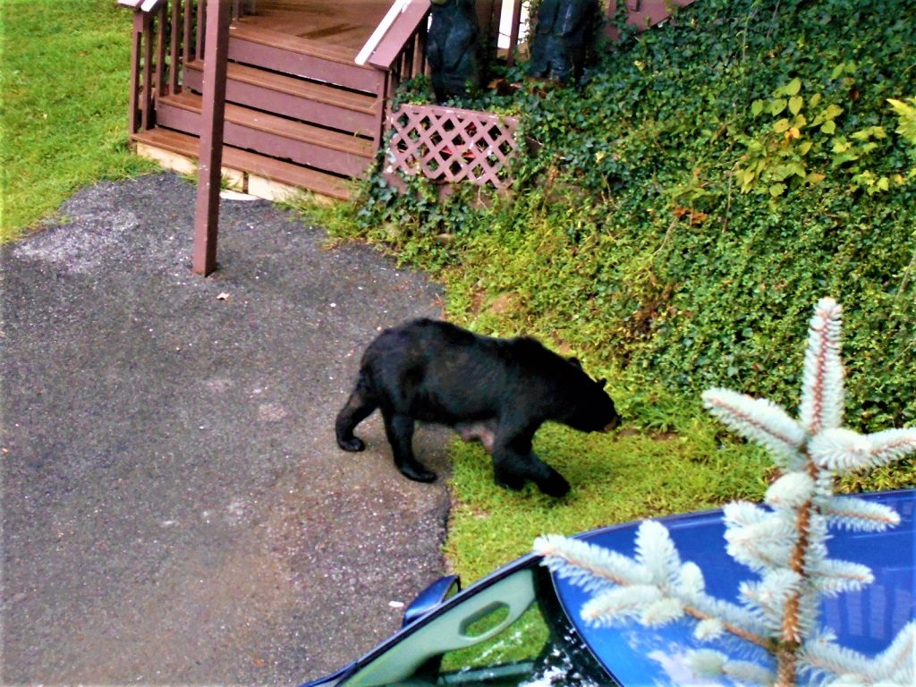 Bear In Yard